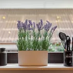 Lägenhet Amaela Design-wohnung, Sap, Parkplatz, Balkon, Neu Walldorf (Baden-Wurttemberg)